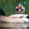 An Exclusive Interview With That Central Park Duck About Where He's Been The Past Few Days